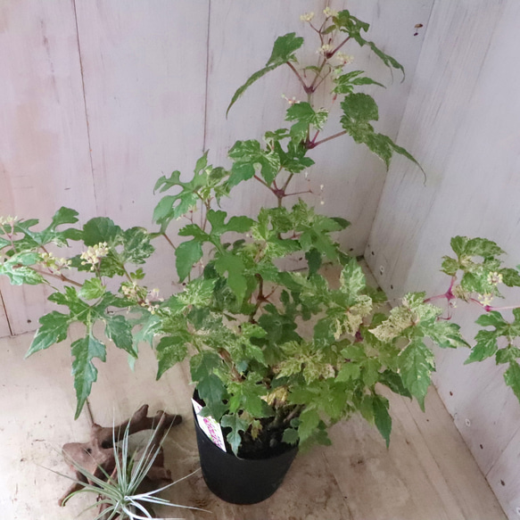 斑入り♡野ぶどう♡エレガンス♡落葉樹♡ 19枚目の画像