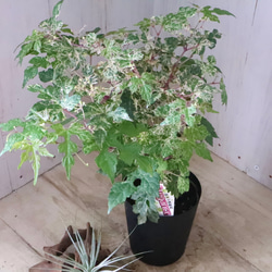 斑入り♡野ぶどう♡エレガンス♡落葉樹♡ 6枚目の画像