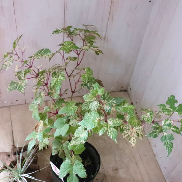 斑入り♡野ぶどう♡エレガンス♡落葉樹♡ 12枚目の画像