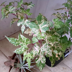 斑入り♡野ぶどう♡エレガンス♡落葉樹♡ 13枚目の画像