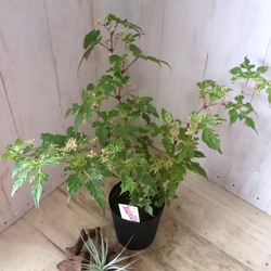 斑入り♡野ぶどう♡エレガンス♡落葉樹♡ 16枚目の画像