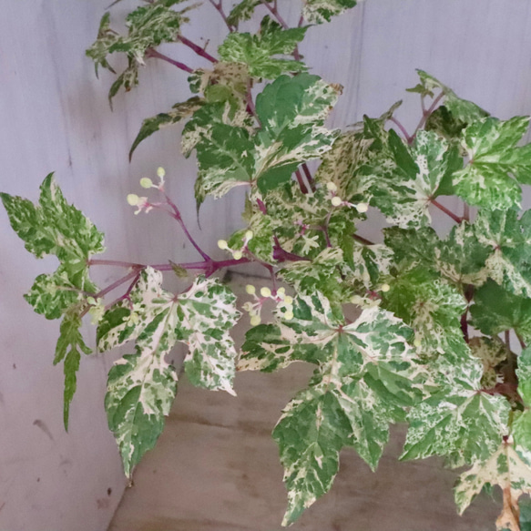 斑入り♡野ぶどう♡エレガンス♡落葉樹♡ 15枚目の画像