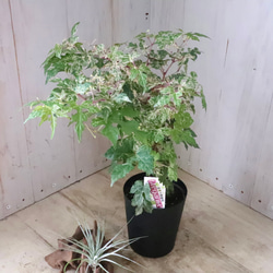 斑入り♡野ぶどう♡エレガンス♡落葉樹♡ 5枚目の画像