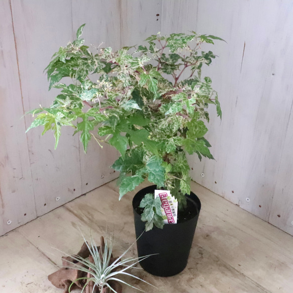 斑入り♡野ぶどう♡エレガンス♡落葉樹♡ 5枚目の画像