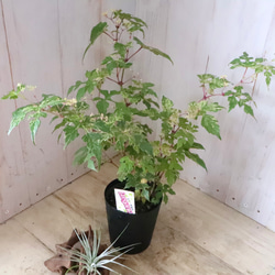 斑入り♡野ぶどう♡エレガンス♡落葉樹♡ 17枚目の画像