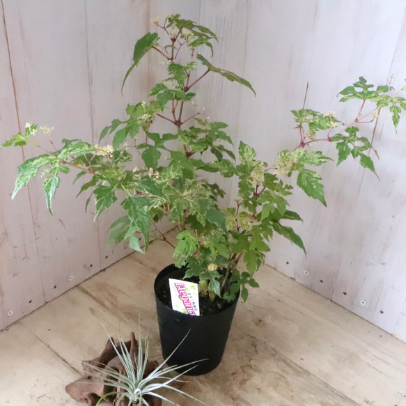 斑入り♡野ぶどう♡エレガンス♡落葉樹♡ 17枚目の画像