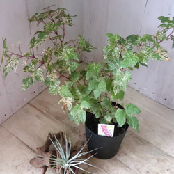 斑入り♡野ぶどう♡エレガンス♡落葉樹♡ 8枚目の画像