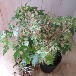 斑入り♡野ぶどう♡エレガンス♡落葉樹♡ 4枚目の画像