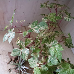 斑入り♡野ぶどう♡エレガンス♡落葉樹♡ 14枚目の画像