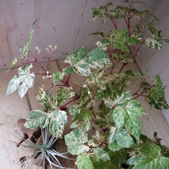 斑入り♡野ぶどう♡エレガンス♡落葉樹♡ 14枚目の画像