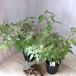 斑入り♡野ぶどう♡エレガンス♡落葉樹♡ 2枚目の画像