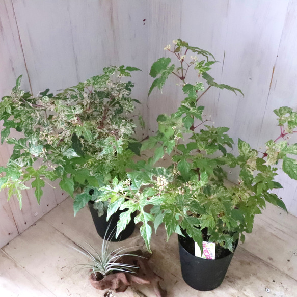 斑入り♡野ぶどう♡エレガンス♡落葉樹♡ 2枚目の画像