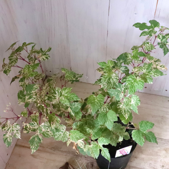 斑入り♡野ぶどう♡エレガンス♡落葉樹♡ 11枚目の画像