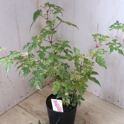 斑入り♡野ぶどう♡エレガンス♡落葉樹♡ 18枚目の画像