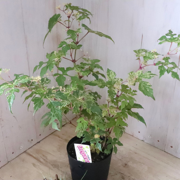 斑入り♡野ぶどう♡エレガンス♡落葉樹♡ 18枚目の画像