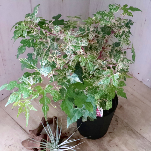 斑入り♡野ぶどう♡エレガンス♡落葉樹♡ 3枚目の画像