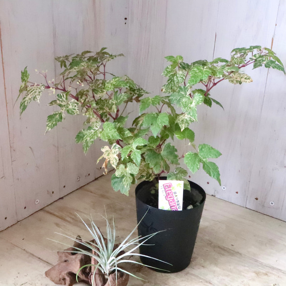 斑入り♡野ぶどう♡エレガンス♡落葉樹♡ 10枚目の画像