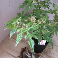 斑入り♡野ぶどう♡エレガンス♡落葉樹♡ 20枚目の画像