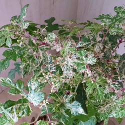 斑入り♡野ぶどう♡エレガンス♡落葉樹♡ 7枚目の画像