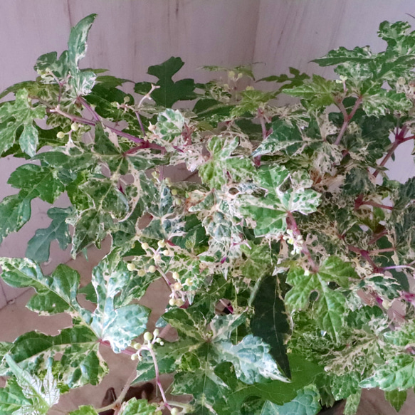 斑入り♡野ぶどう♡エレガンス♡落葉樹♡ 7枚目の画像