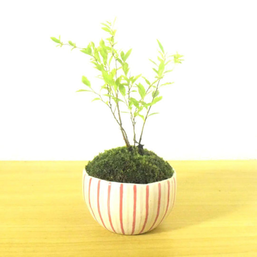 POTOCO 雪柳 ユキヤナギ 陶器鉢 植物 ストライプ 鉢 観葉植物 かわいい