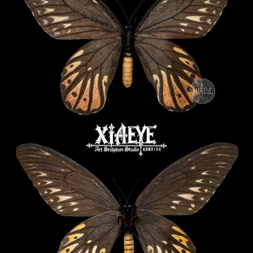 蝶標本 チトヌストリバネアゲハ トリバネアゲハ コレクション 世界三大