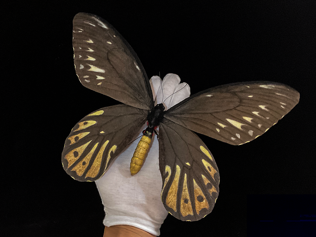 蝶標本　チトヌストリバネアゲハ　トリバネアゲハ　コレクション　世界三大美蝶