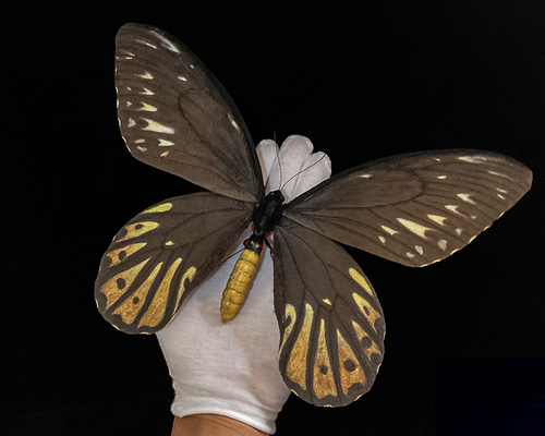 蝶標本　チトヌストリバネアゲハ　トリバネアゲハ　コレクション　世界三大美蝶 Amazon | 美しい蝶の標本 チトヌストリバネアゲハ（Ornithoptera
