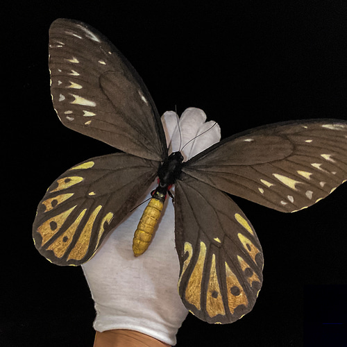 ビクトリアトリバネアゲハ♀ 標本 ★チョイセル島産★稀亜種大型 174mm標本 ビクトリアトリバネアゲハ♀ 標本 ☆チョイセル島産☆稀亜種大型 174mm