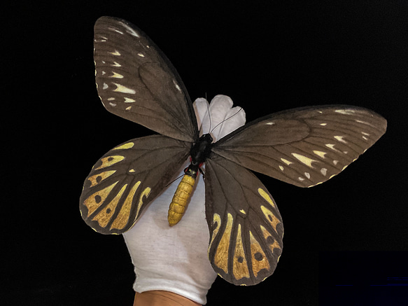 アレクサンドラトリバネアゲハ「雌」模型標本｜カスタムアート