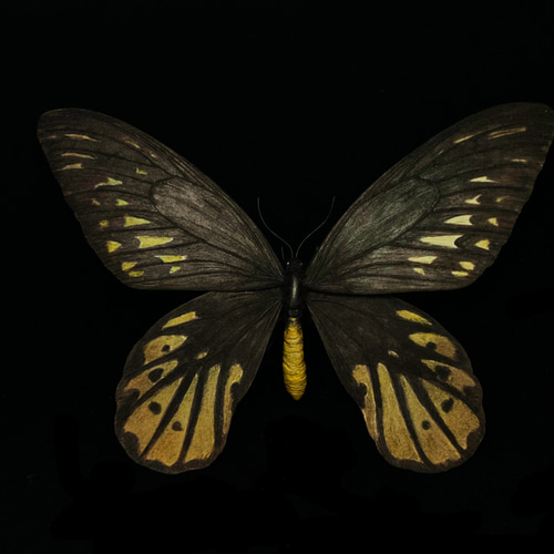 アレクサンドラトリバネアゲハ「雌」模型標本｜カスタムアート