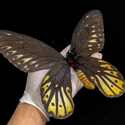 ゴクラクトリバネアゲハ！標本！ ゴクラクトリバネアゲハ 雄 標本 送料