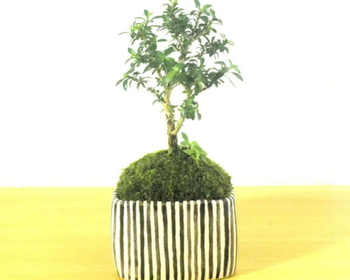 POTOCO 香丁木 陶器鉢 植物 ストライプ 鉢 観葉植物 盆栽 花 かわいい