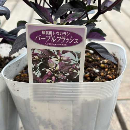 観賞用トウガラシ「パープルフラッシュ」寄せ植えのアクセントに