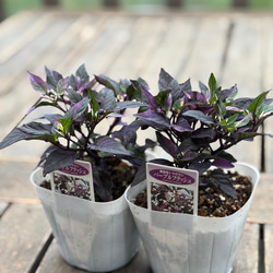 観賞用トウガラシ「パープルフラッシュ」寄せ植えのアクセントに