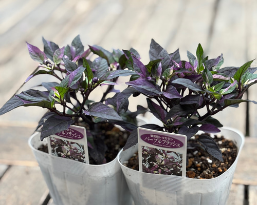 観葉植物 斑入り トウガラシ♡寄植えにも！！ 観葉植物 斑入り トウガラシ♡寄植えにも！！