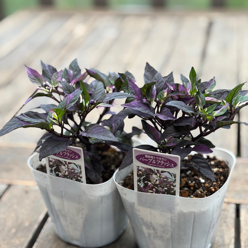 観賞用トウガラシ「パープルフラッシュ」寄せ植えのアクセントに