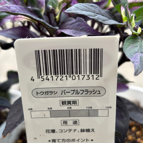 観賞用トウガラシ「パープルフラッシュ」寄せ植えのアクセントに