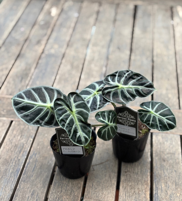 アロカシア ハートバルーン ピンク 斑入り Heart Balloon var