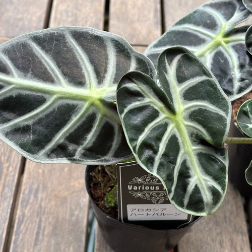 アロカシア ハートバルーン ピンク斑入り ALOCASIA HEART BALLON VARIGATED / アロカシア ハートバルーン