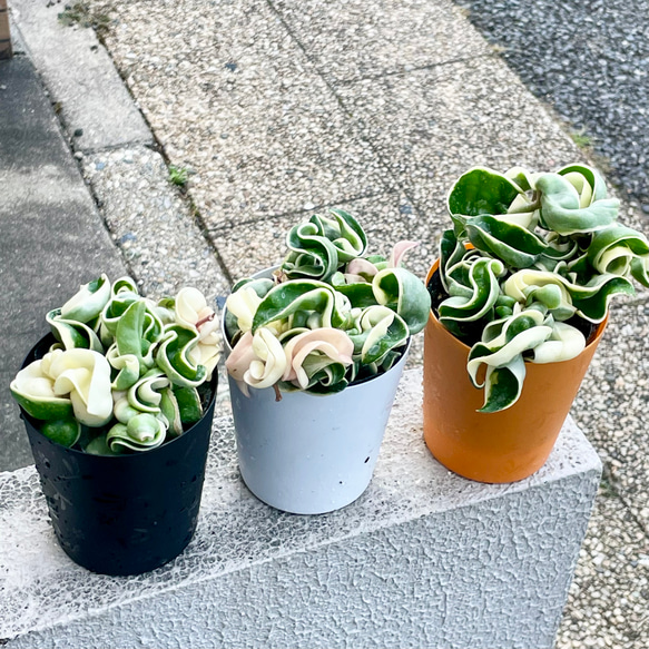 現品】ホヤ・カルノーサ・コンパクタ斑入り 7号吊鉢 3R番 現品