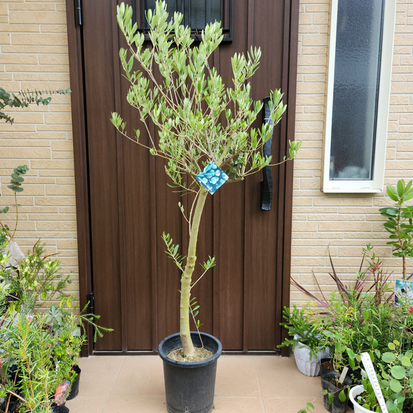 ボンボン　souju 　創樹　オリーブ　ネバディロブランコ　鉢植え　苗 大きめ Soujyu 創樹 オリーブの木 ネバディロブランコ 鉢植え