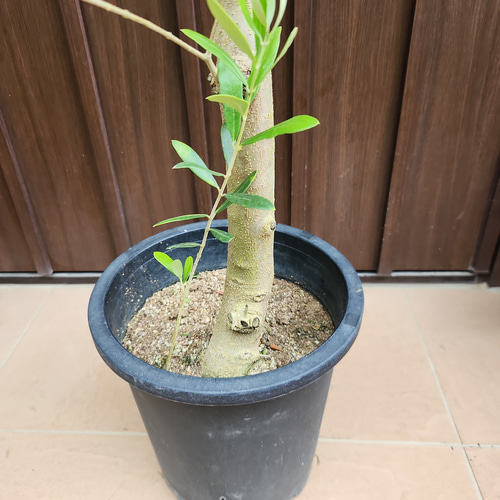 souju 創樹　オリーブ　ネバディロブランコ　鉢植え　苗　美樹形 大きめ Soujyu 創樹 オリーブの木 ネバディロブランコ 鉢植え