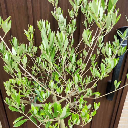 大きめ Soujyu 創樹 オリーブの木 ネバディロブランコ 鉢植え
