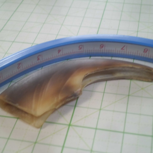 超！硬く！厚い！ヒグマ大爪！加工用 その他素材 やまび子工房 通販