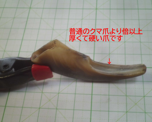 超！硬く！厚い！ヒグマ大爪！加工用 その他素材 やまび子工房 通販