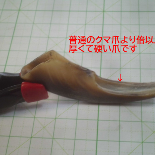 超！硬く！厚い！ヒグマ大爪！加工用 その他素材 やまび子工房 通販