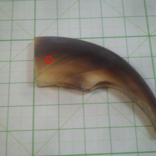 超！硬く！厚い！ヒグマ大爪！加工用 その他素材 やまび子工房 通販