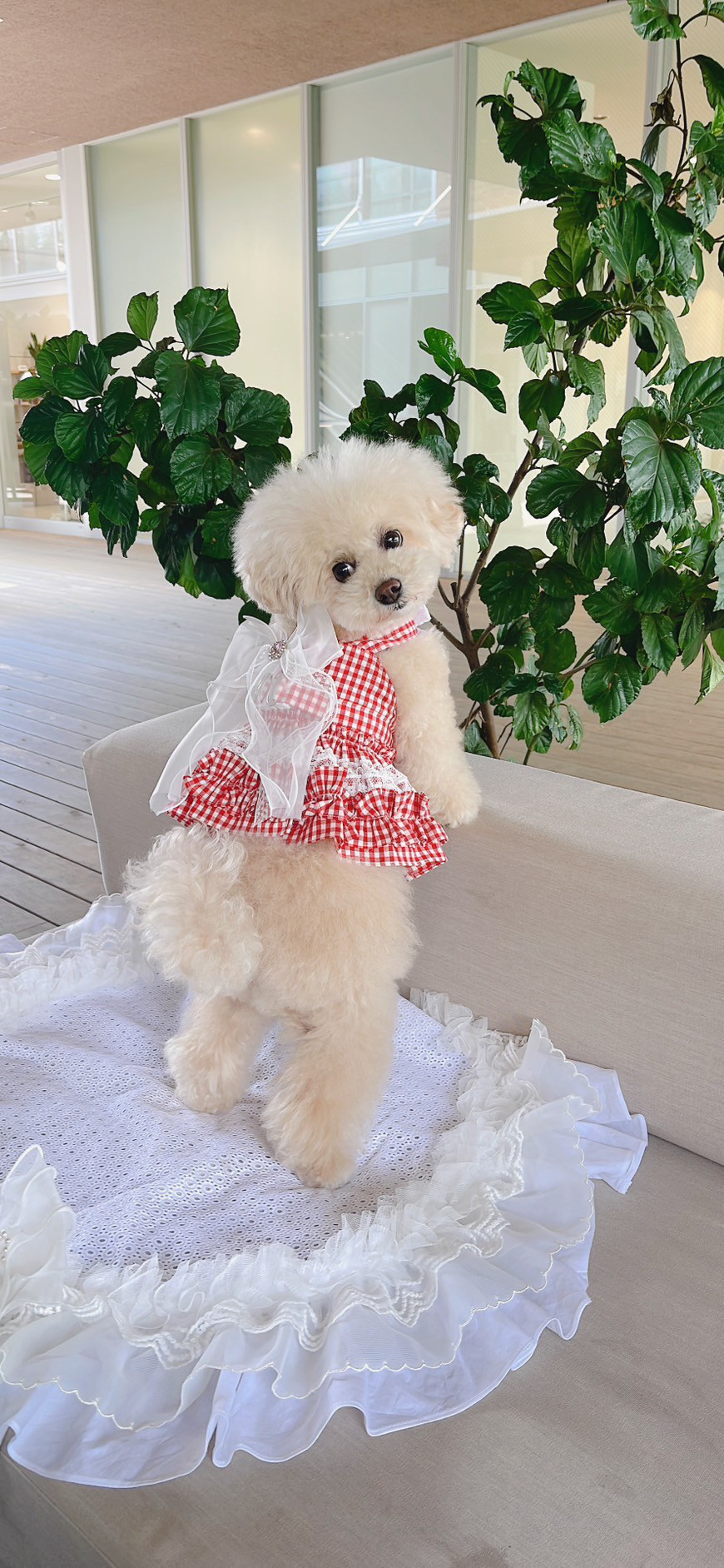 【ハーネス】ペット服・赤チェックワンピース形ハーネス