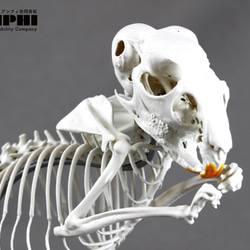 高品質 レア オナガチンチラ 頭骨 63d4fb7d9e5053b4326f2ebadf18ec